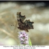 polygonia c-album 1male1